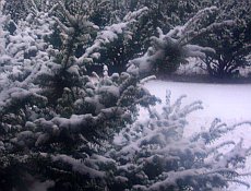 First Snowfall