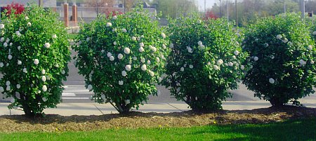 Snowball bushes @ 86th and Westfield