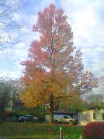 Rising sun lights neighborhood trees, 7:45am on November 1st.