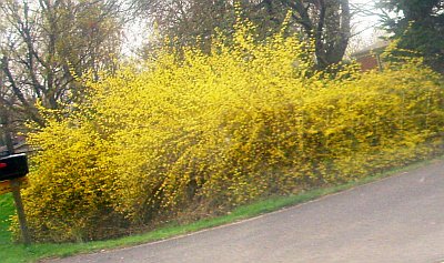 Forsythia bush down the block