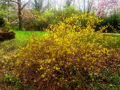 Forsythia bush today.