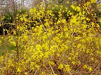 Forsythia bush on Saturday.