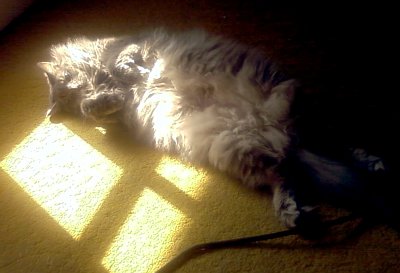Arwen the cat enjoys both sunbeams *and* air conditioning.
