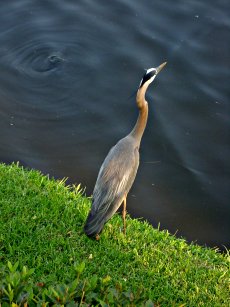 Great Blue Heron, standing on the lagoon edge