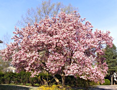 Magnolia in the yard