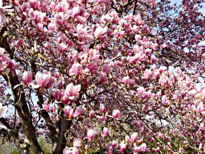 Magnolia, a closer look