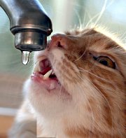 Gilligan Prepares To Eat The Faucet!