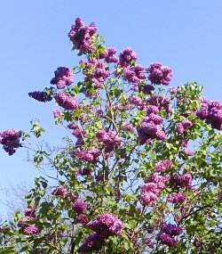 Lilac bush