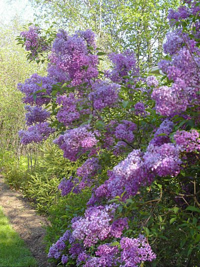 Lilacs in the side yard