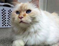 Chicago's Most Beautiful Cat - 2008 winner Solomon